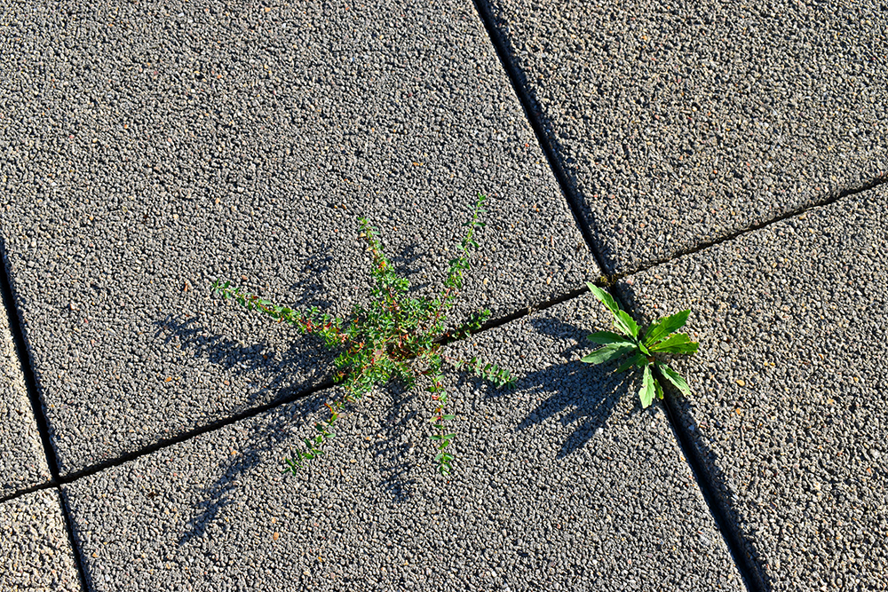 How to Get Rid of Weeds in Paving