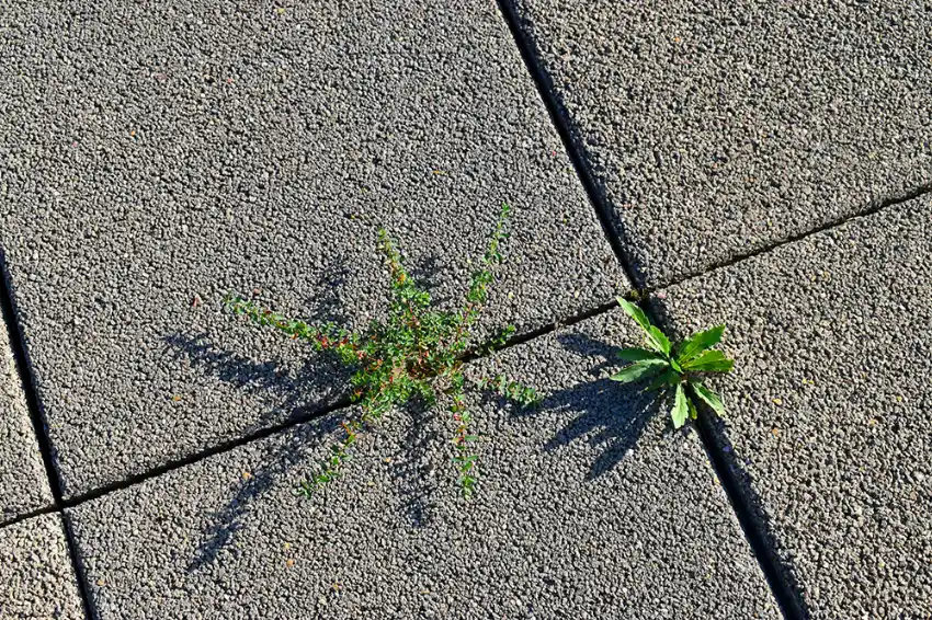 How to Get Rid of Weeds in Paving